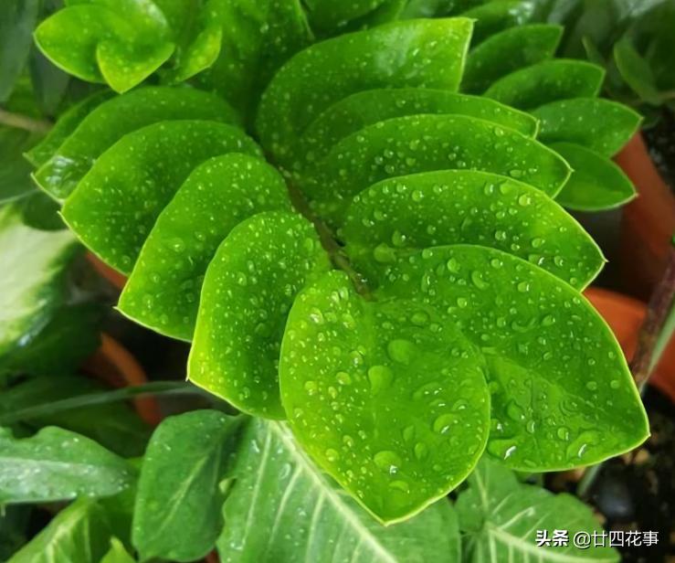 最不怕浇水的5种花,黄叶最好养的4种花