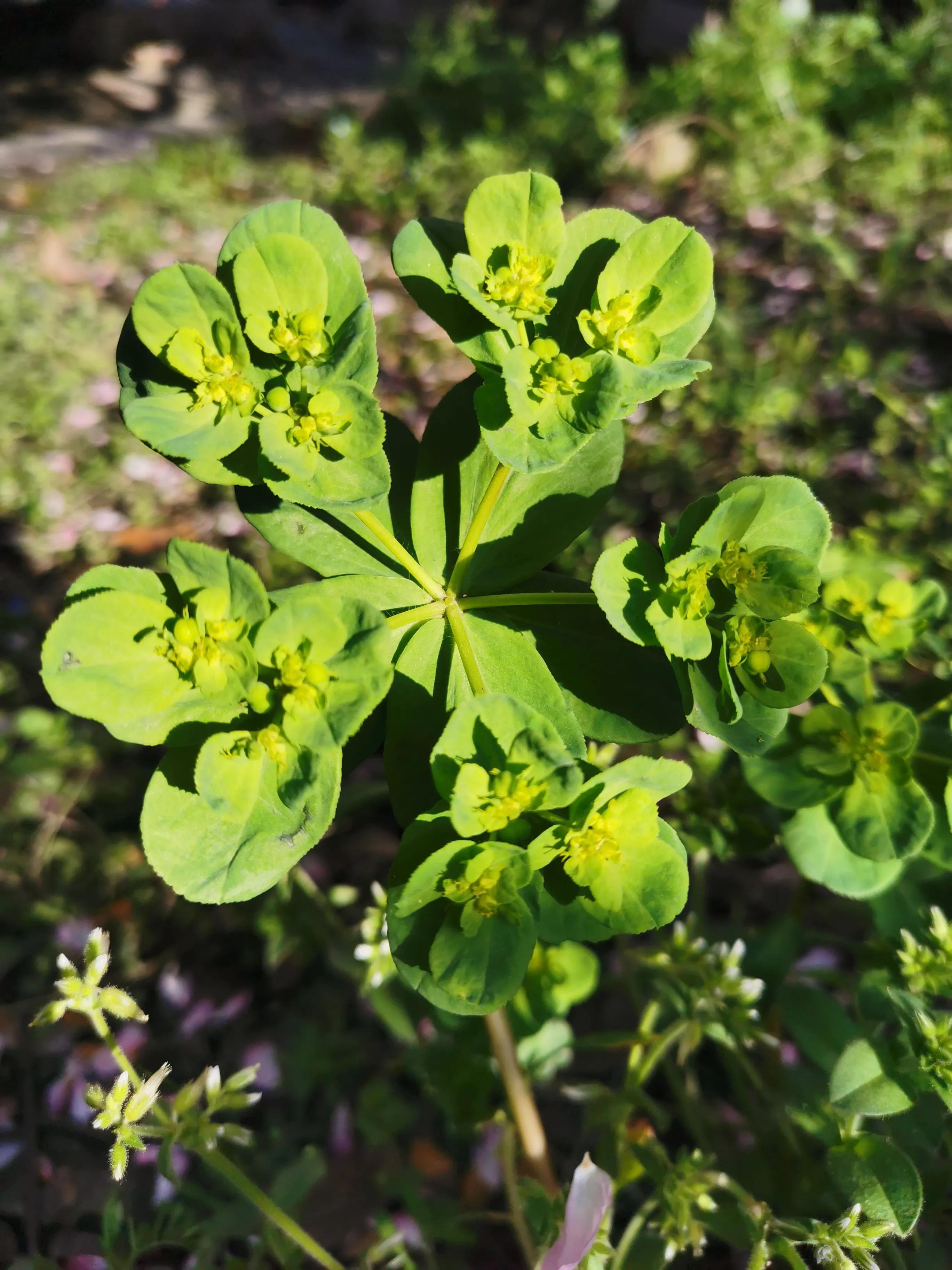 0328丽娣幸福实修日志第406篇
