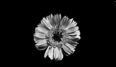 菊花上长菜花,茎上长出的多肉