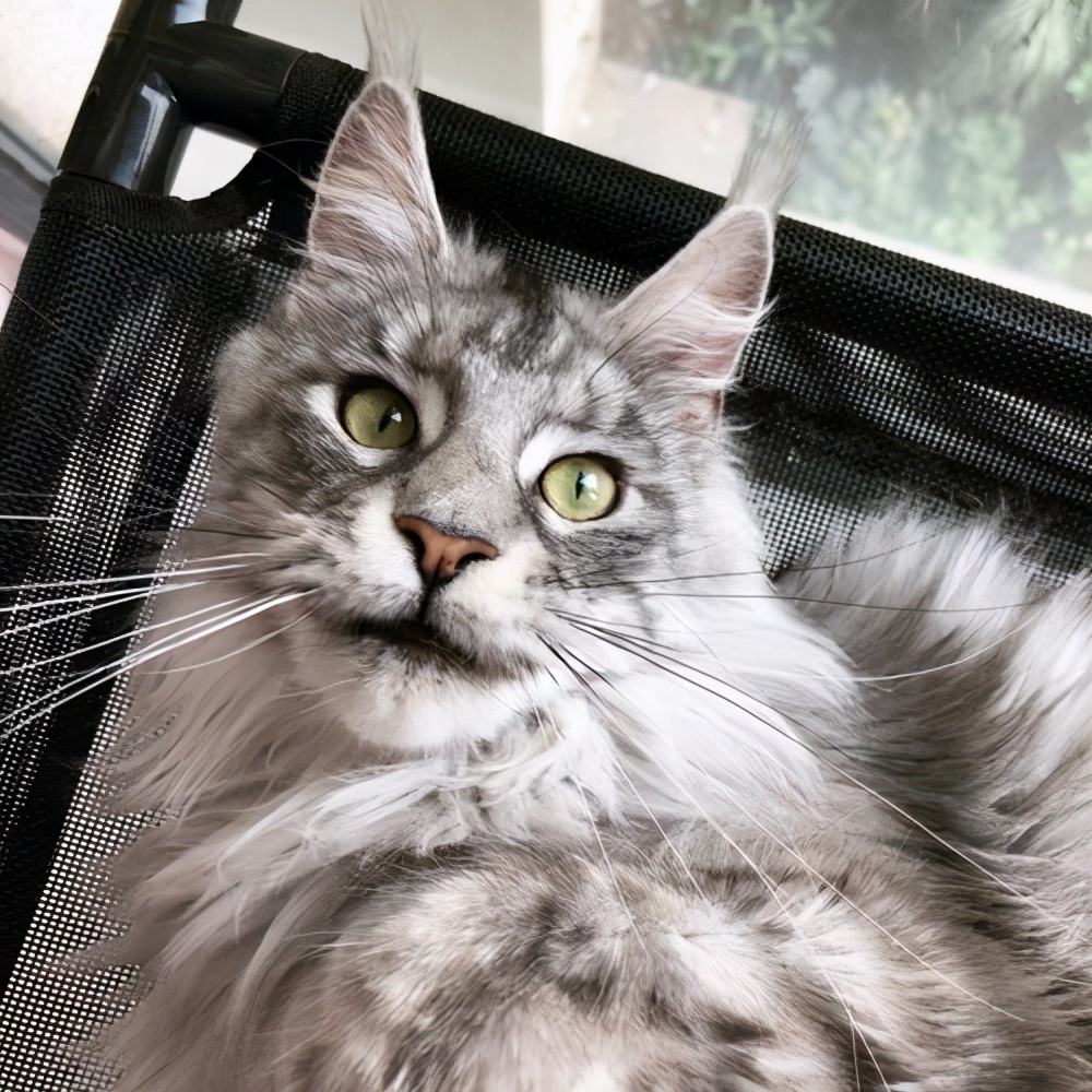 买猫好难,买猫最忌讳什么