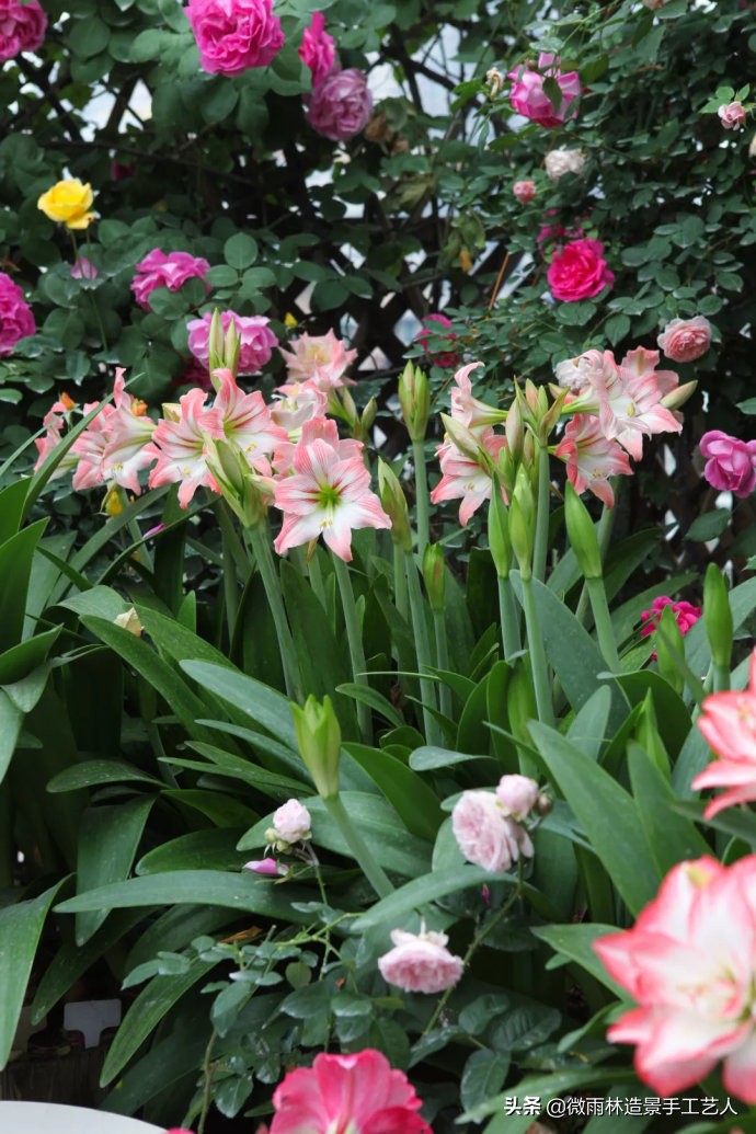 教你让朱顶红爆盆技巧