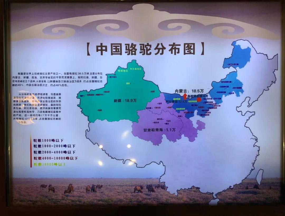 戈壁红驼，乌拉特草原上的珍珠