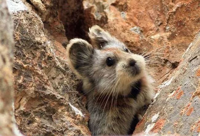 兔子到底有多惨,兔子是不是很吓人