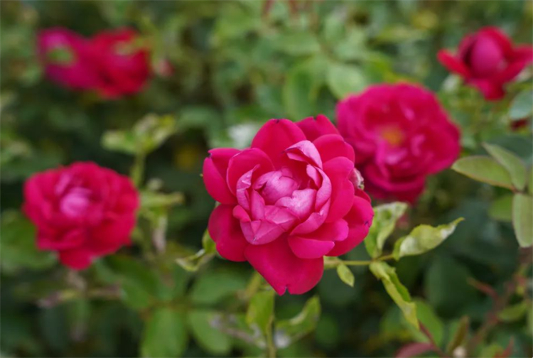 玫瑰花杆上长白斑点是什么原因,玫瑰花长斑点怎么办