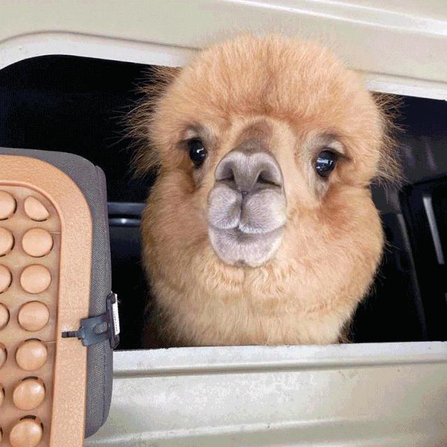 爱宠大机密作战计划,爱宠大作战作战计划