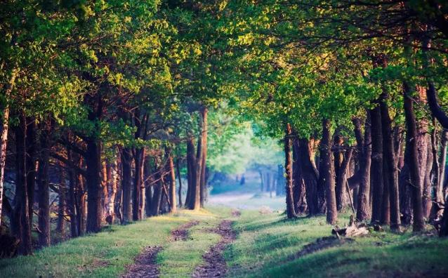 红栎木拼接板,油栎木封边效果