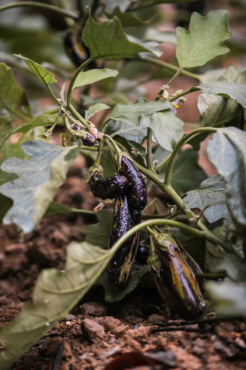 在大山深处幽静绝美的村落,深藏大山中的村落