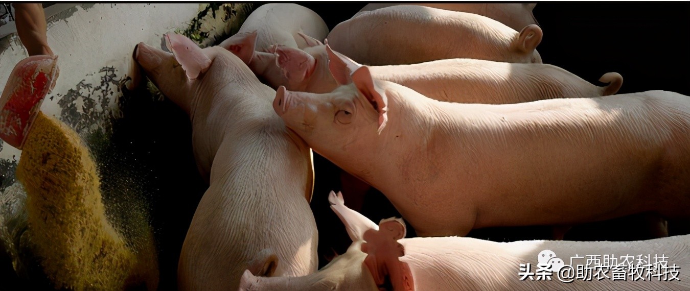 猪场感染非瘟几天消一次毒 (如果猪场出现非瘟还有生存希望吗)