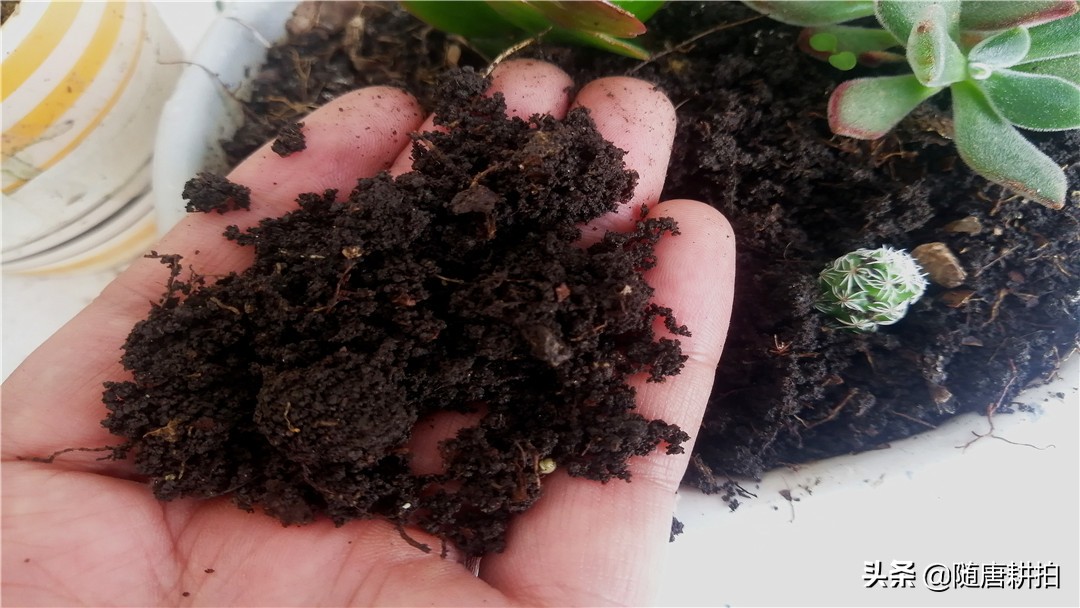 银毛球多肉怎么养,银毛球多久浇水