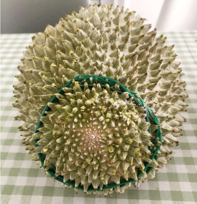 榴莲是不是热带水果之王,热带水果榴莲视频