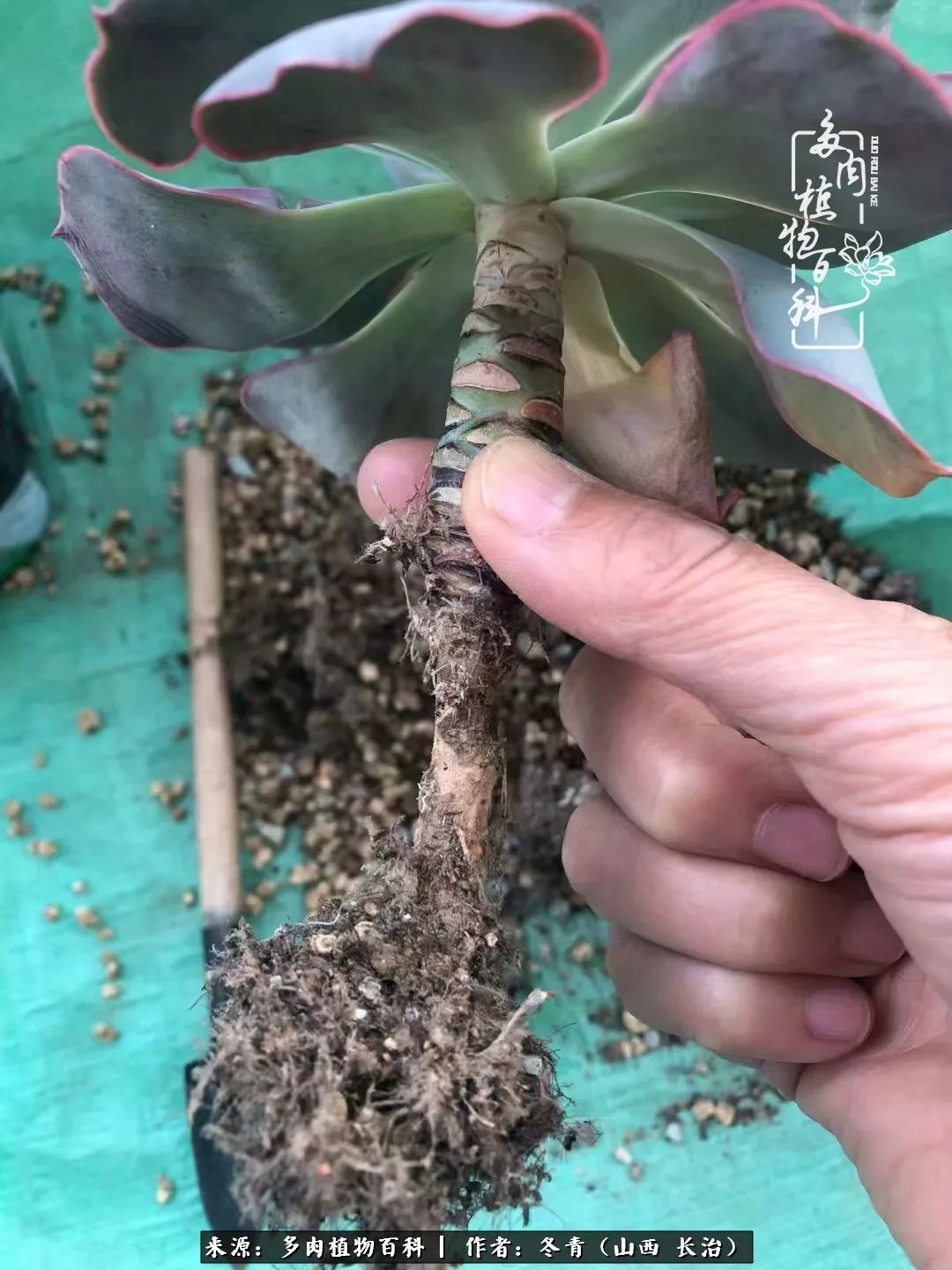 新手养的多肉怎么管理好看,阳台养多肉正确方法