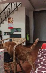 网上都在说猫是液体的，很多人猫奴也认同