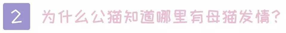 关于猫的100个冷知识和方法,3-6岁动物冷知识