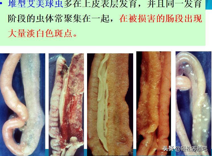 鸡红色粪便是什么病,蛋鸡拉红色粪便是什么原因