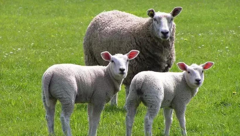 羊奶怎么喝没有膻味,羊奶膻味大为什么奶粉没有