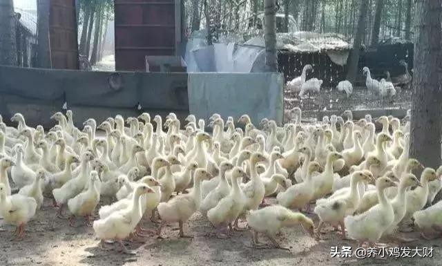 散养鹅10000只利润和成本,养鹅100只蛋鹅能赚多少利润