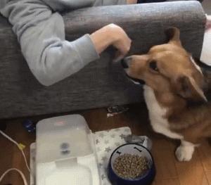 柯基来大姨妈老是护食,柯基护食咬人纠正视频