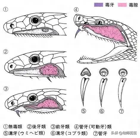 世界上最大的的蛇最怕什么,世界上最大的蛇和最危险的蛇
