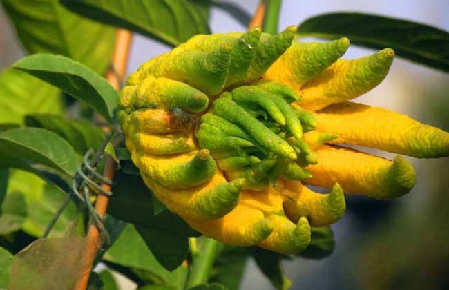 盆栽佛手多结果有什么技巧方法,金佛手千佛手青佛手有什么区别吗