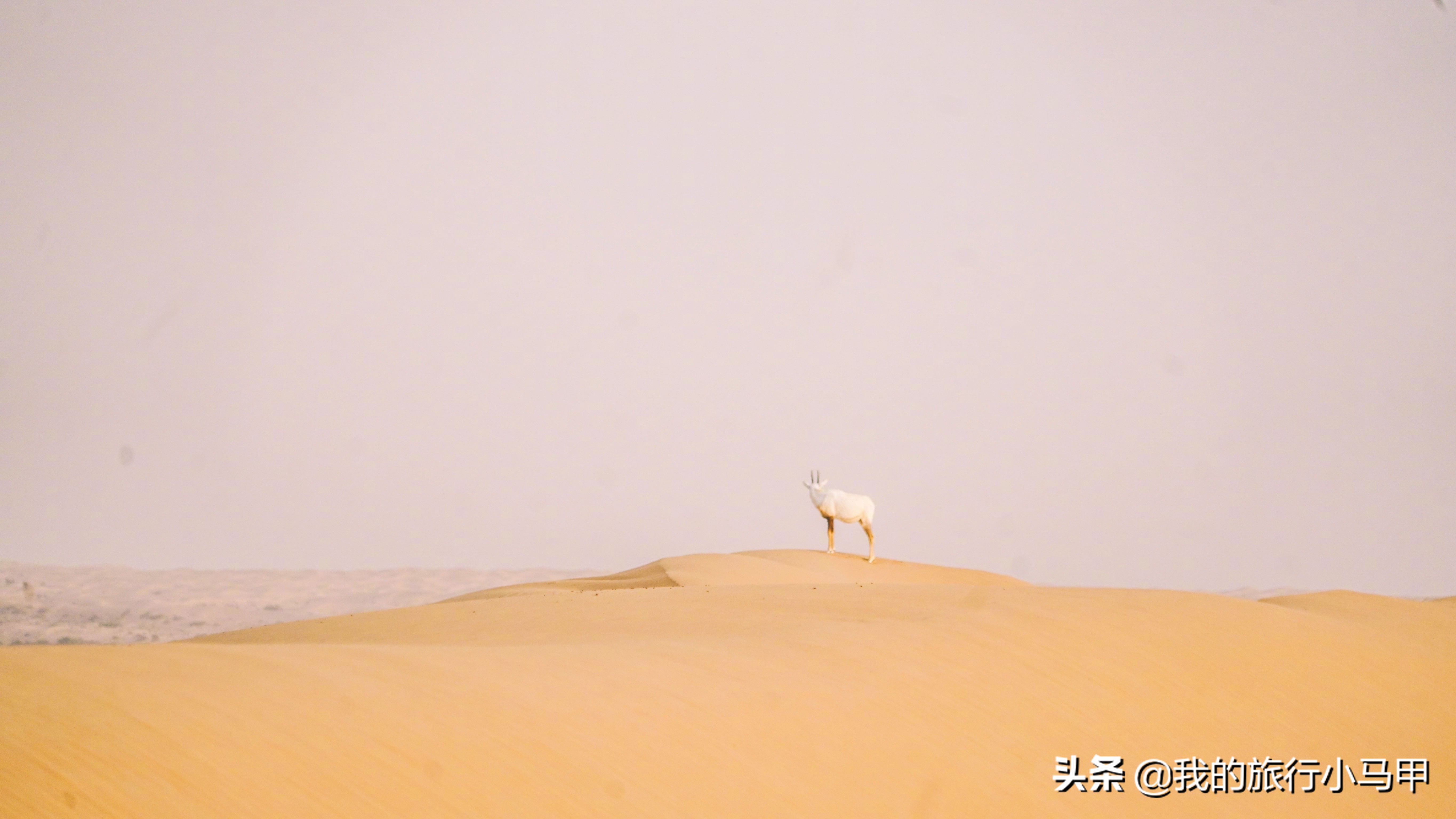 「迪拜游玩全攻略」盘点一下那些去迪拜必打卡的清单