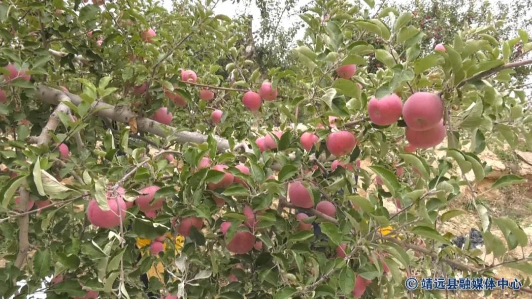 靖远三滩红富士苹果,靖远县红富士苹果啥时采摘