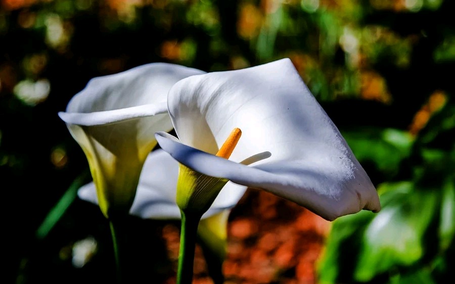 马蹄莲要醒花吗,马蹄莲一年开一次花