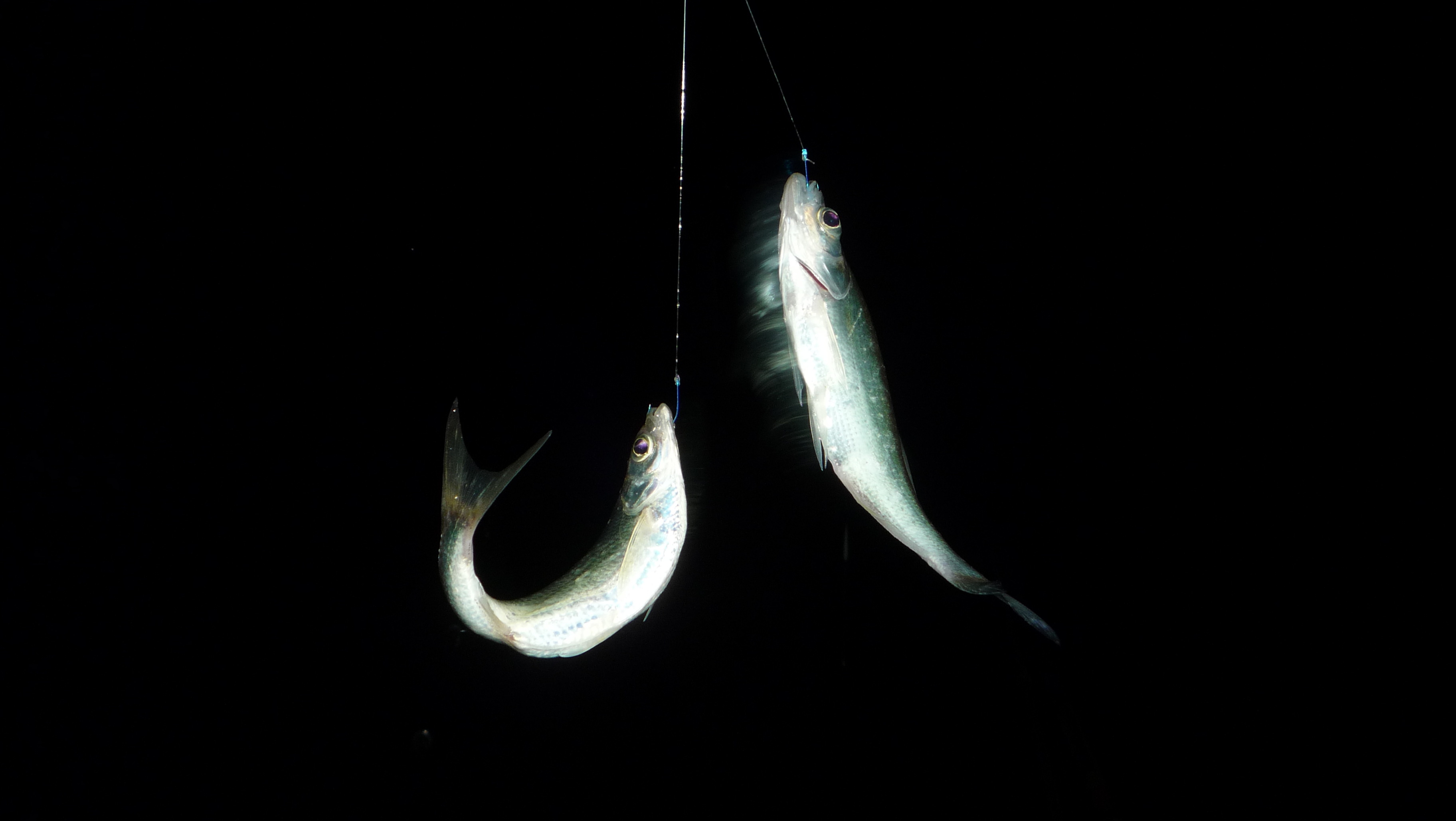 新手野钓用什么饵最好,深水野钓用饵技巧