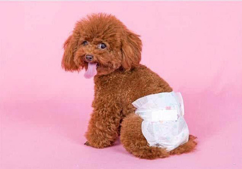 狗狗小便处有血是什么原因,家有狗狗应备什么药