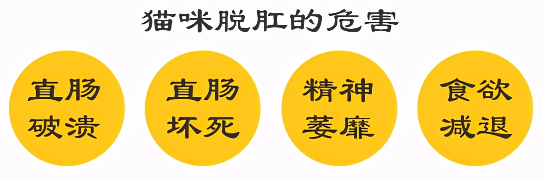 猫咪轻度脱肛是什么样图,猫咪拉屎脱肛怎么塞进去