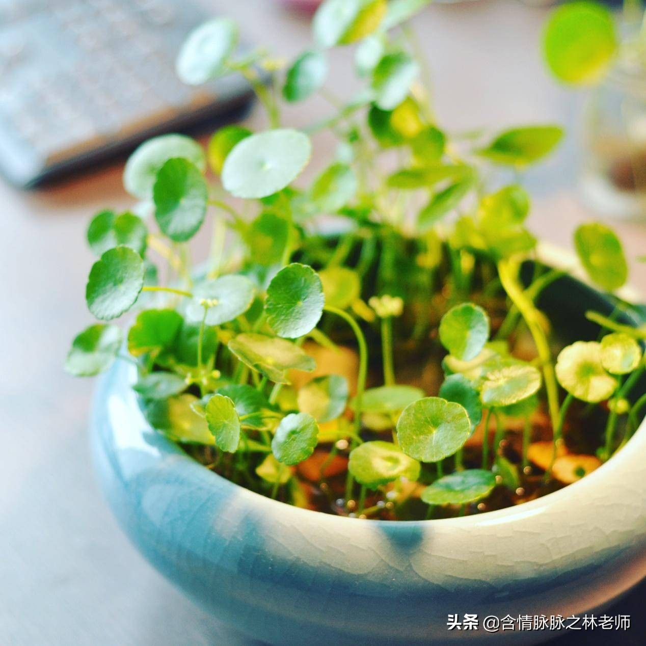 家里植物长得不好有什么说法,家里什么植物都养不好是什么原因