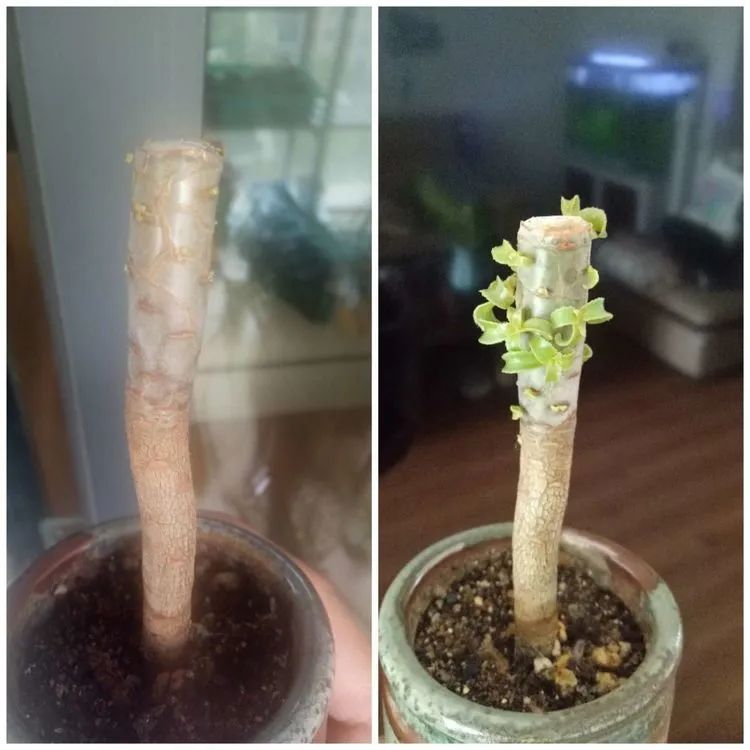 多肉砍头的怎么养,多肉怎么砍头才能爆发