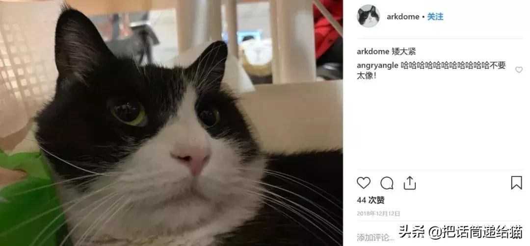猫故事集,猫故事完整版