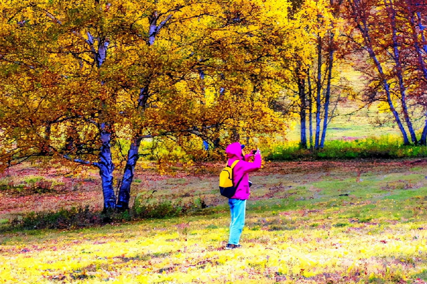 秋季最美的白桦林风景,坝上草原白桦林秋色图片