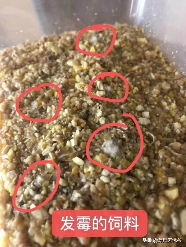 鸡群养鸡的营养,养鸡课堂鸡群呼吸道的发展过程