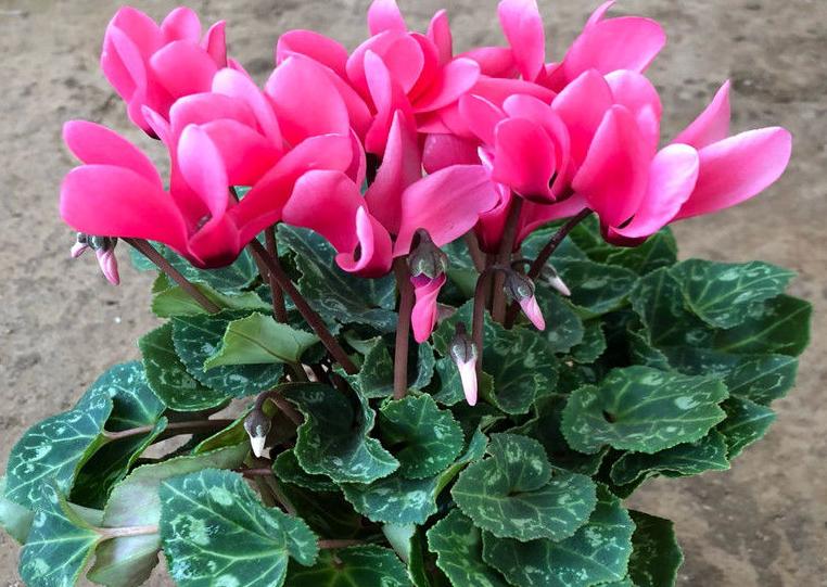 夏天养仙客来怎么养,半年苗仙客来休眠怎么养护