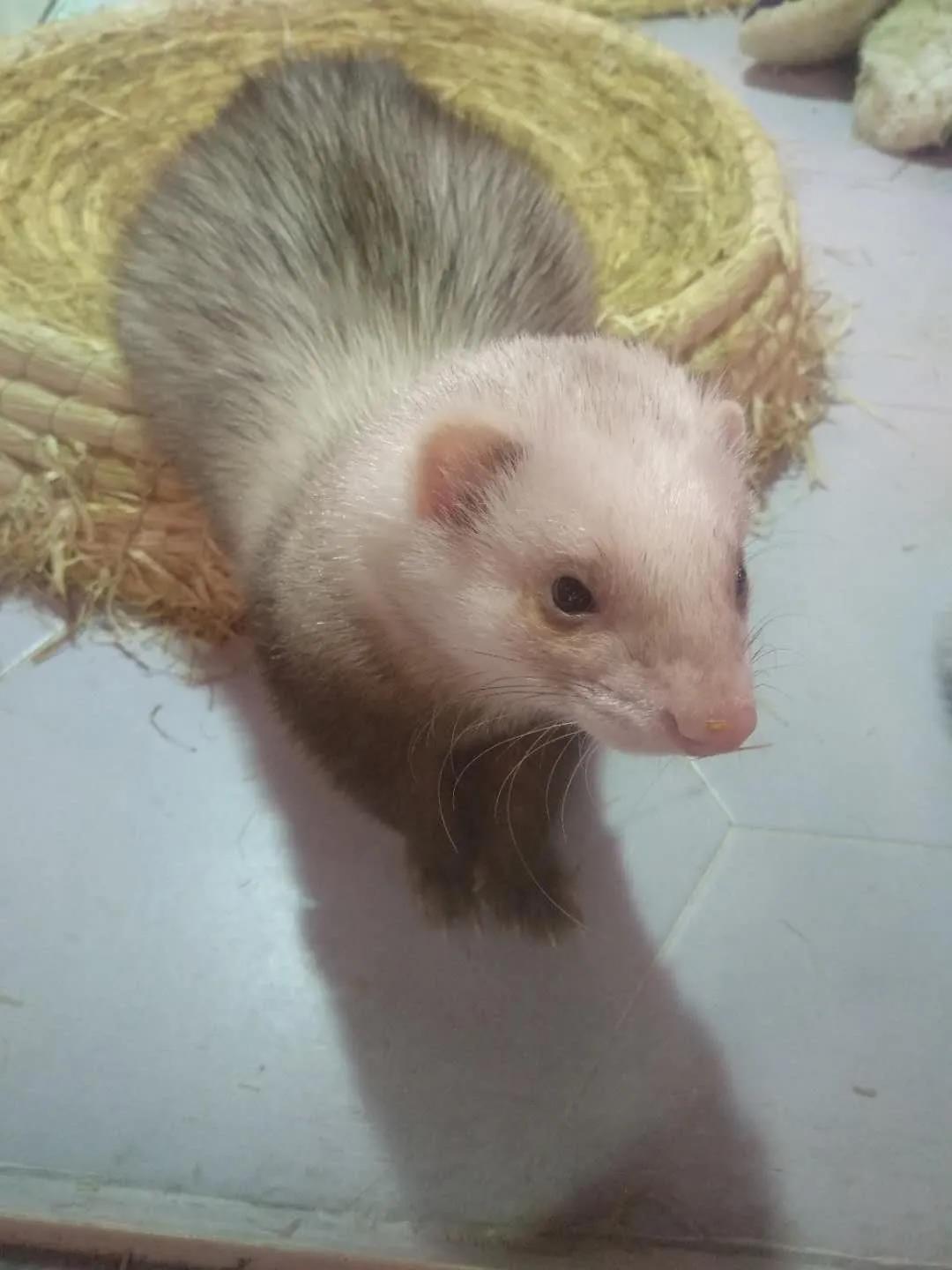 养貂是一种什么样的体验,养宠物貂违法吗