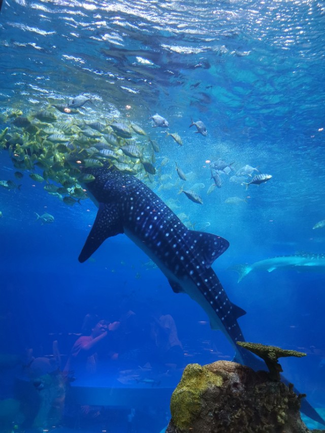 长隆野生动物园自驾车收费,长隆野生动物园儿童要票吗