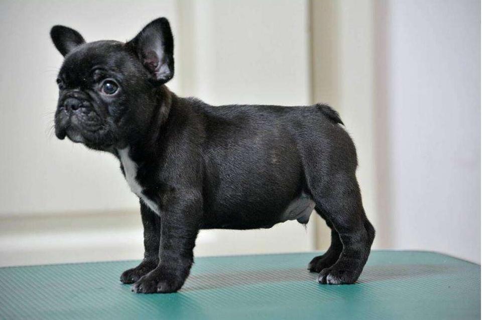 法斗和巴哥哪个好养,新手养法斗和巴哥哪个好养