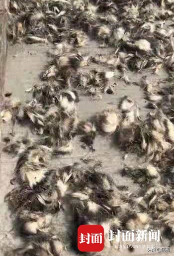 病毒之后,野味之“惑”:19名院士学者联名呼吁,杜绝野生动物非法贸易和食用