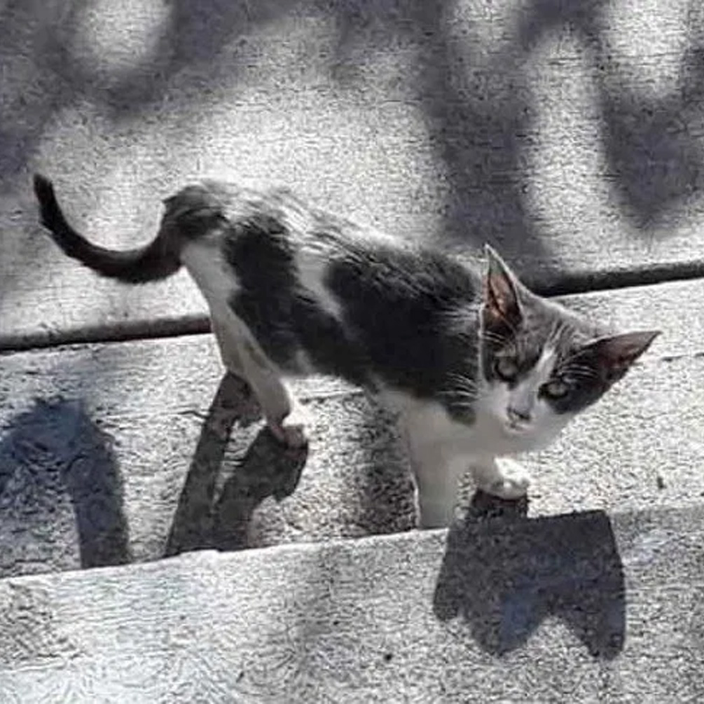 流浪小猫在附近闲逛，暖心的路人捡回家后发现美呆了