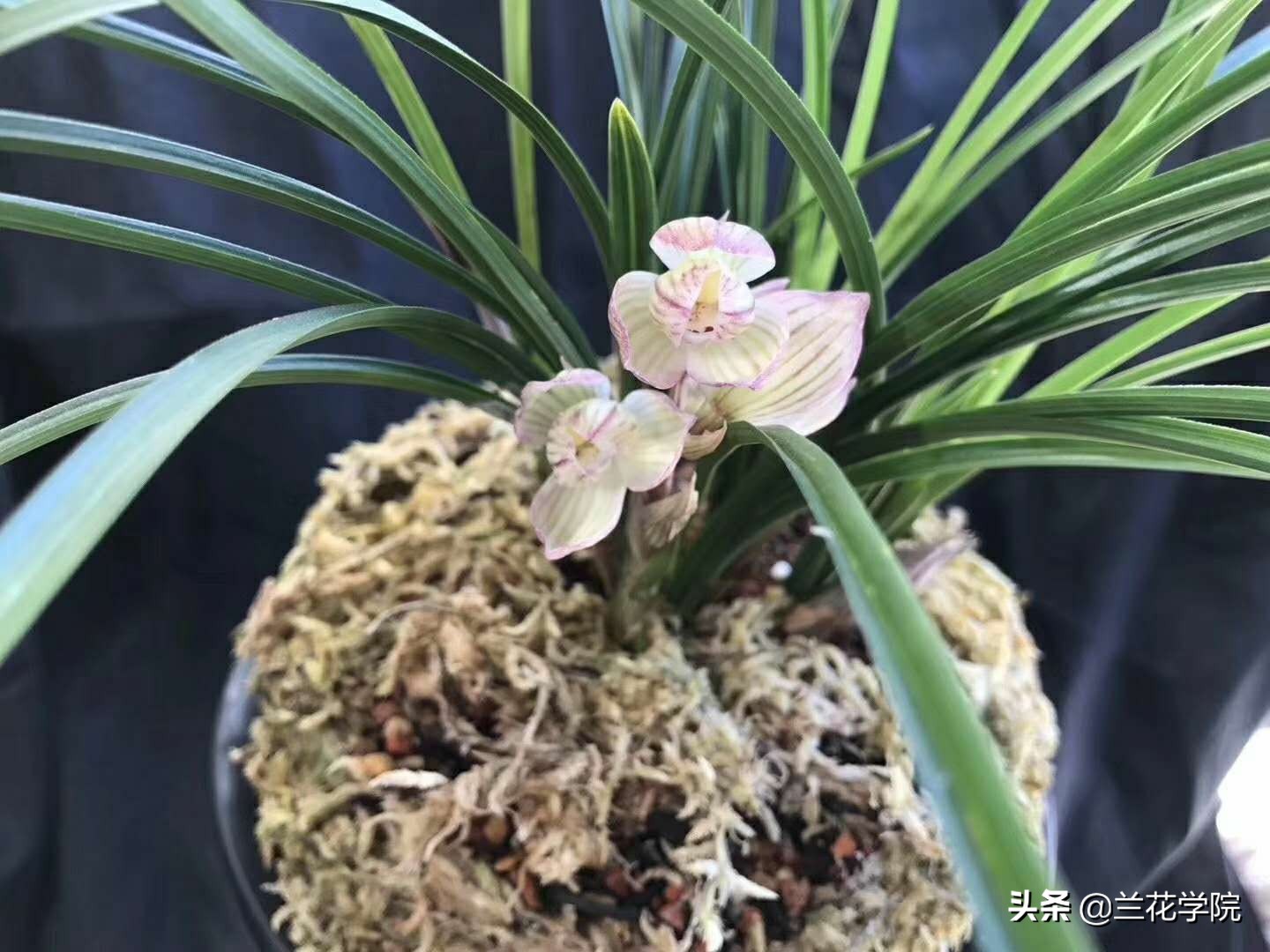 兰花莲瓣兰花好月圆,兰花鉴赏莲瓣兰五朵金花