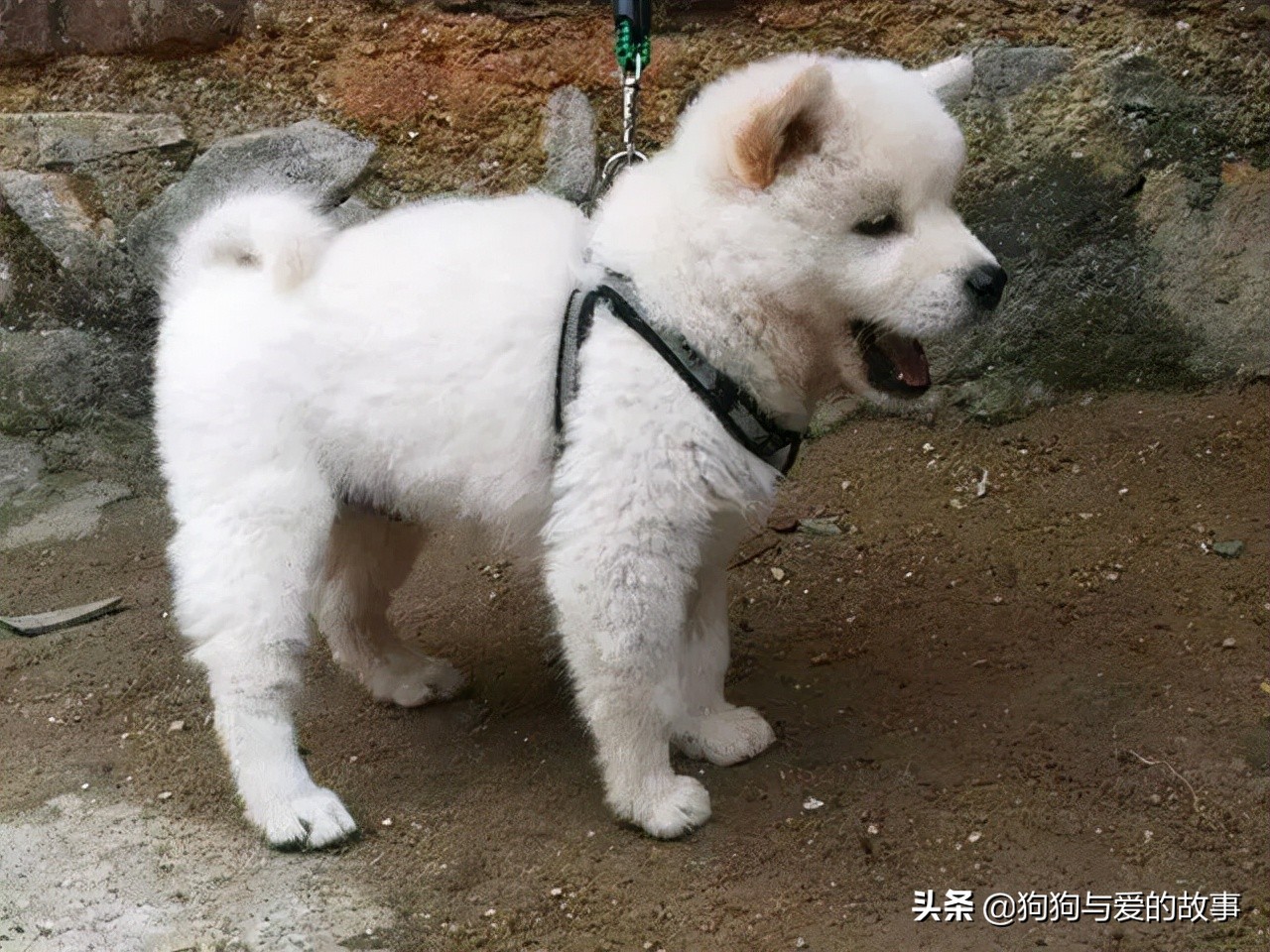 发财了!花了三十五买回的白色土狗,朋友见后说值两千