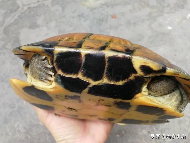 石金钱龟在水生蛋怎么处理,石金钱龟壳怎么处理