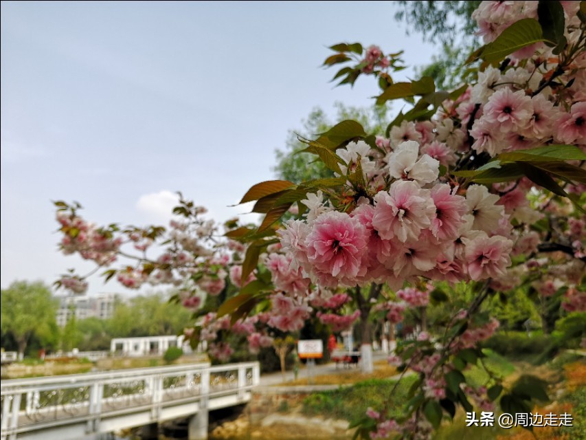 郑州莲花公园地址,郑州市高新区莲花公园捞鱼