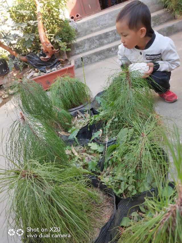 马尾松树桩怎么栽培,马尾松栽培用什么植料