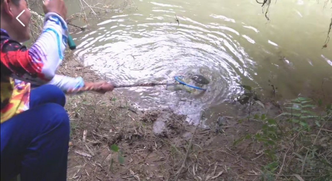 广东湛江市乌龟,湛江城月河钓鱼