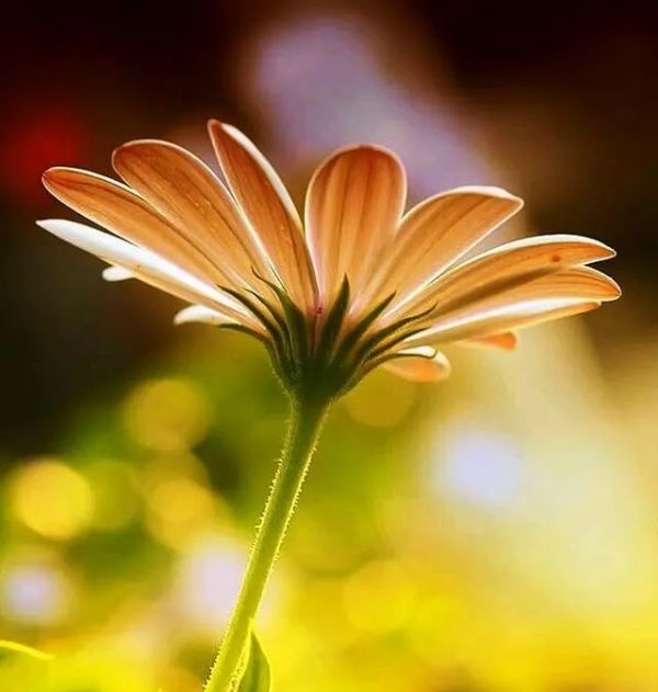 朋友圈说说精致的句子,精致走心的句子高级朋友圈说说