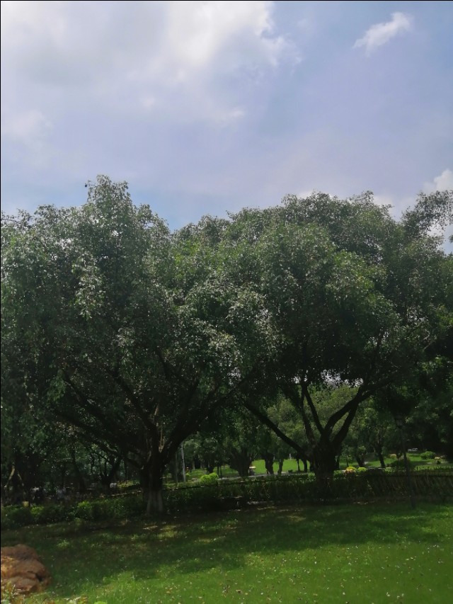 东莞旗峰公园掠影,东莞旗峰公园大体俯视图片