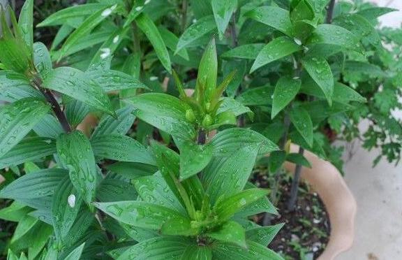 养花指南香水百合,香水百合怎么养花不容易枯萎