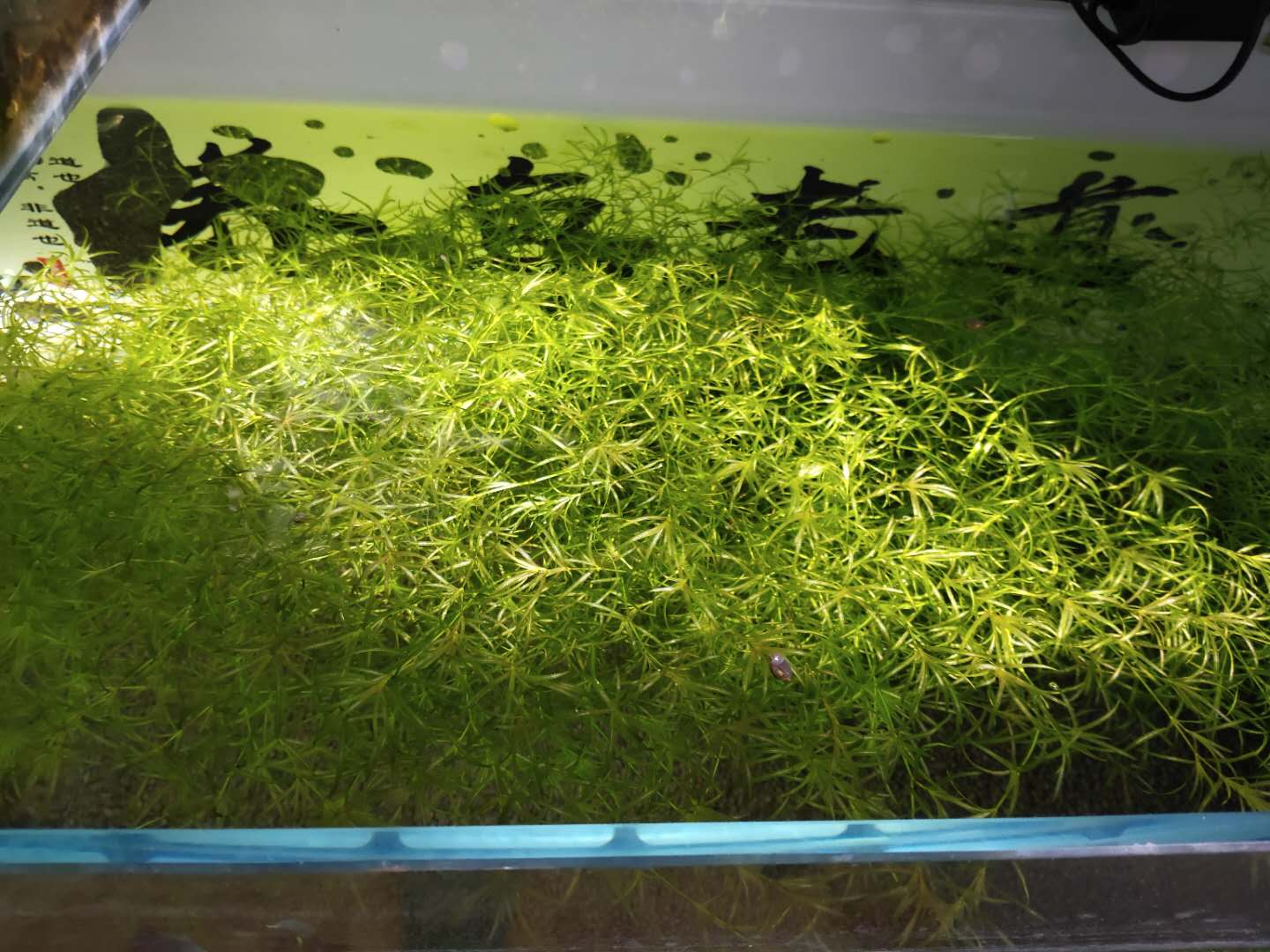 普通鱼缸中饲养孔雀鱼有问题吗,白金象耳孔雀鱼自生自灭爆缸方法